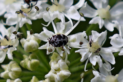 Wollkrautblütenkäfer