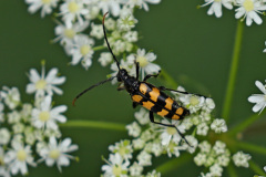 Vierbindiger Schmalbock