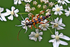 Schlanker Schmalbock
