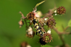 Gefleckter Schmalbock