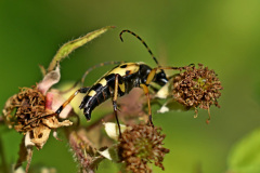 Gefleckter Schmalbock