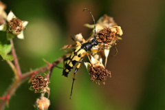 Gefleckter Schmalbock