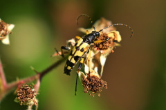 Gefleckter Schmalbock