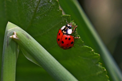 A. Marienkäfer
