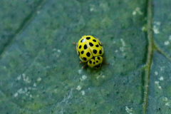 Marienkäfer