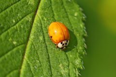 Asiatischer Marienkäfer