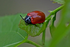 Pappelblattkäfer