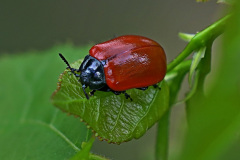 Pappelblattkäfer