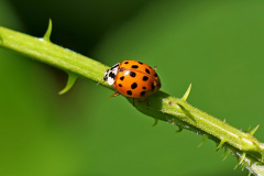 A. Marienkäfer