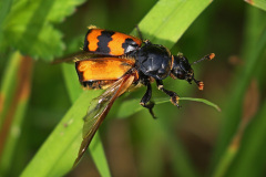 Gemeiner Totengräber