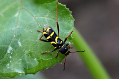 Gemeiner Widderbock