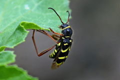 Gemeiner Widderbock