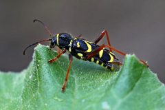 Gemeiner Widderbock