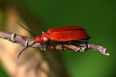 Rotköpfiger Feuerkäfer
