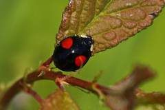 Marienkäfer