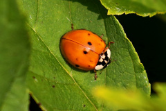 A. Marienkäfer