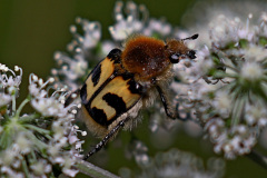 Gebänderter Pinselkäfer
