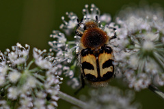 Gebänderter Pinselkäfer