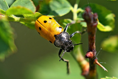 Lachnaia sexpunctata