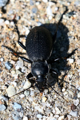 Lederlaufkäfer
