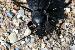 Lederlaufkäfer