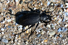 Lederlaufkäfer