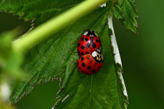 A. Marienkäfer