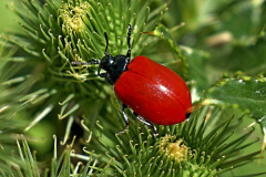 Pappelblattkäfer