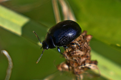 Rotflügel-Wegerichblattkäfer