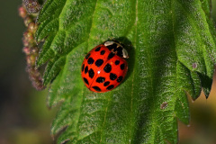 A. Marienkäfer