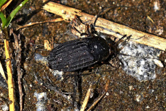 Silpha tristis