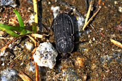 Silpha tristis