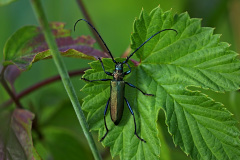 Moschusbock
