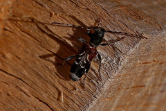 Anaglyptus mysticus