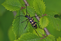 Vierbindiger Schmalbock