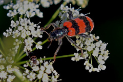 Gemeiner Bienenkäfer