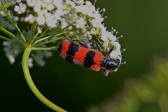 Gemeiner Bienenkäfer