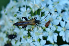 Gem. Scheinbockkäfer