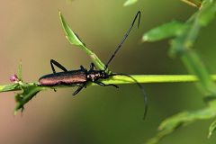 Moschusbock