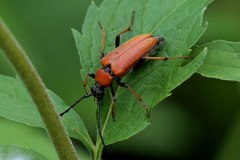 Roter Schmalbock