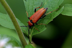 Roter Schmalbock