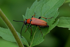 Roter Schmalbock