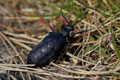 Schwarzblauer Ölkäfer
