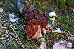 Frühjahrs-Giftlorchel