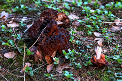 Frühjahrs-Giftlorchel