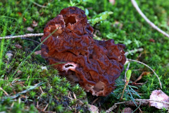 Frühjahrs-Giftlorchel