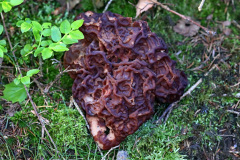 Frühjahrs-Giftlorchel