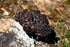 Frühjahrs-Giftlorchel