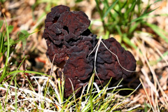 Frühjahrs-Giftlorchel