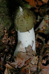 Gemeine Stinkmorchel